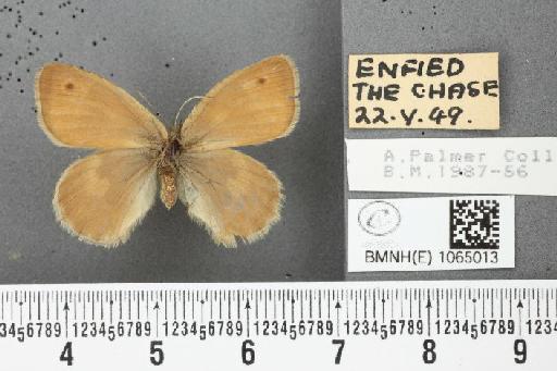 Coenonympha pamphilus (Linnaeus, 1758) - BMNHE_1065013_26280