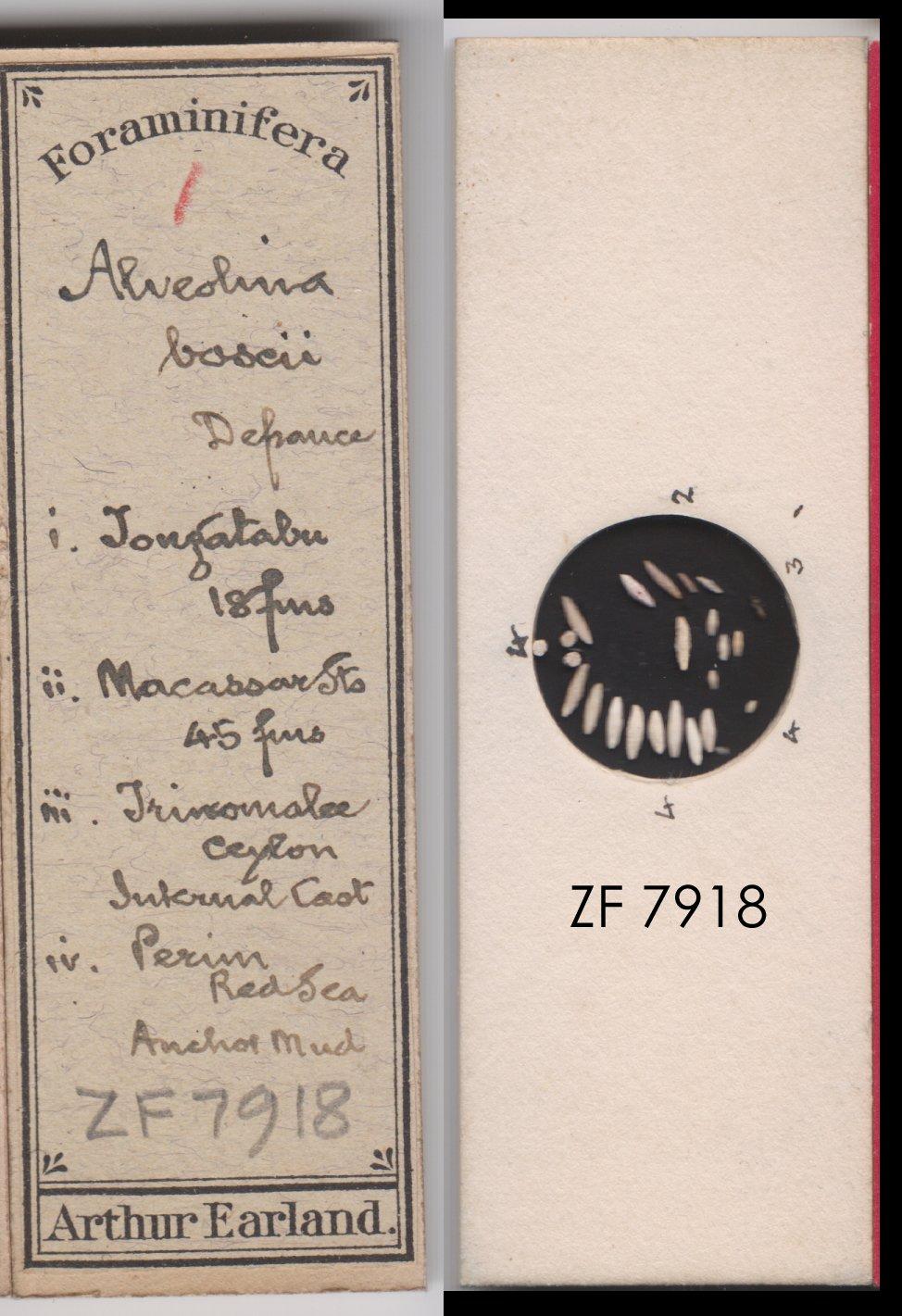 To NHMUK collection (Alveolina boscii (Defrance, 1820); NHMUK:ecatalogue:9143186)