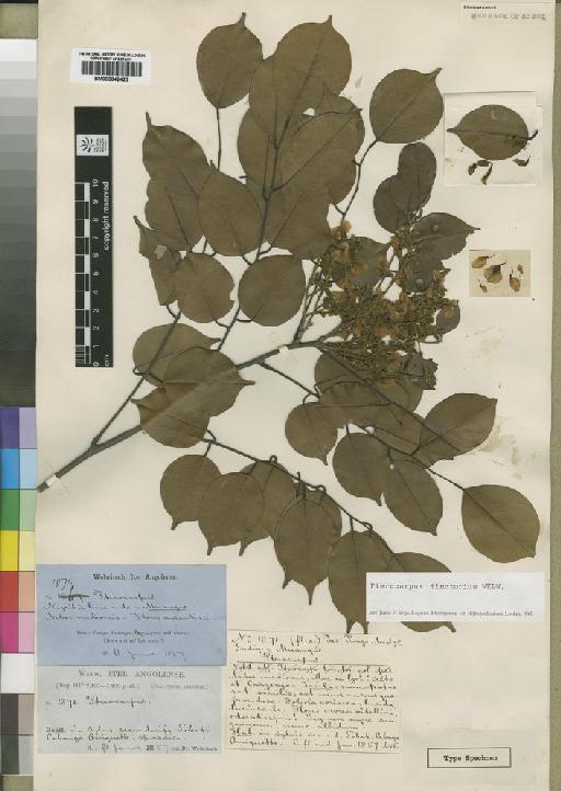 Pterocarpus tinctorius Welw. - BM000842423