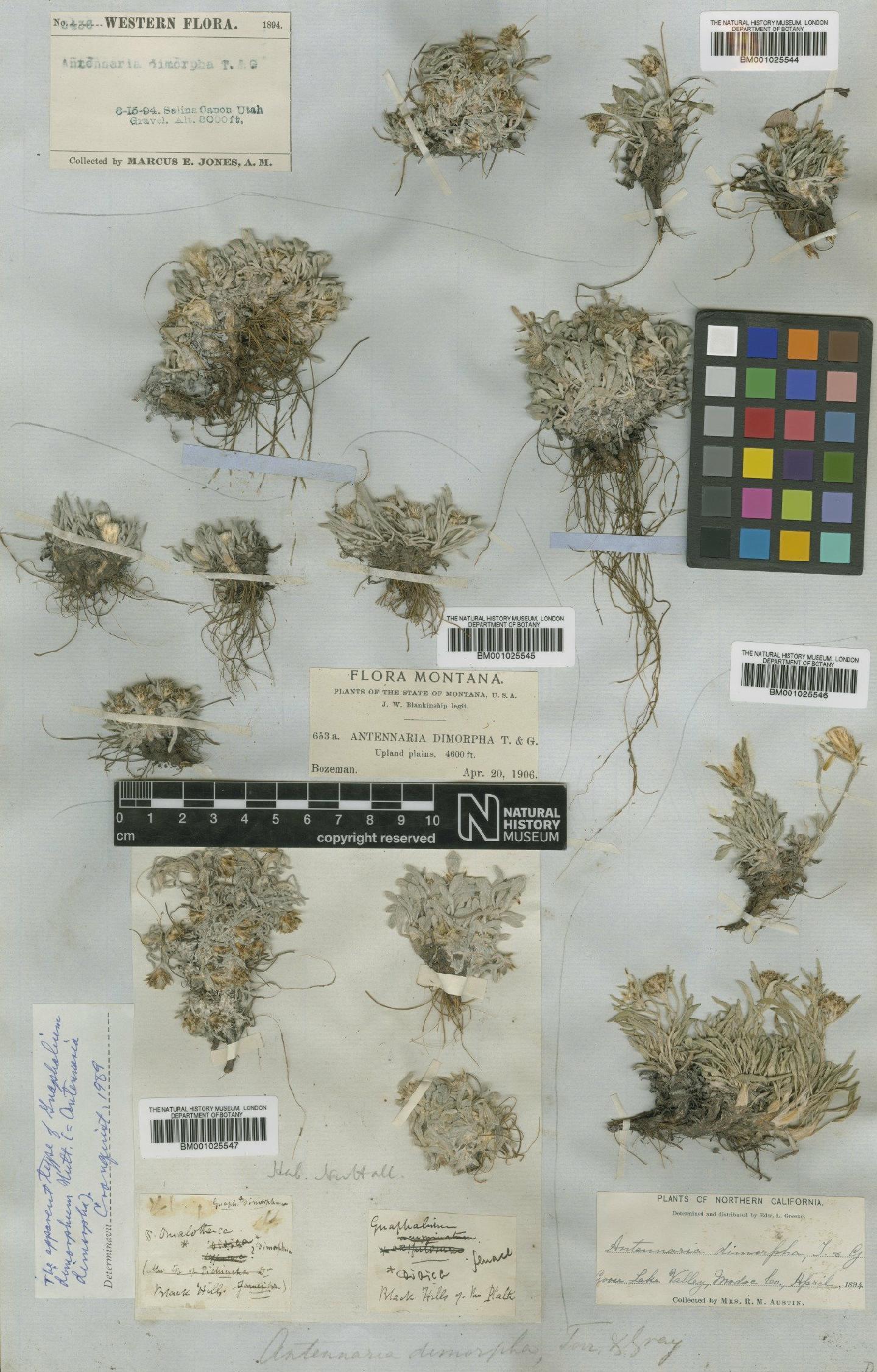 To NHMUK collection (Antennaria dimorpha Gray; Type; NHMUK:ecatalogue:1154453)