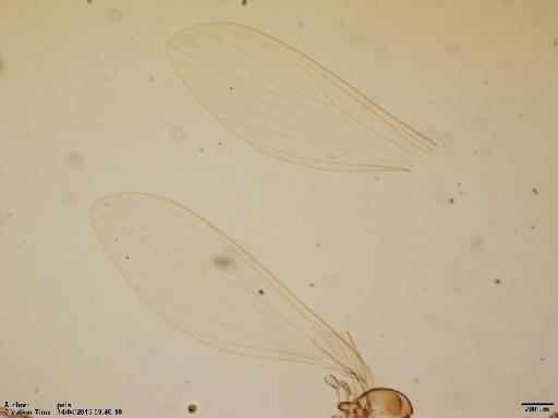 Lutzomyia (Helcocyrtomyia) monzonensis Ogusuku et al., 1997 - Lutzomyia_gonzaloi-BMNH(E)1722012_PT-male_wing-2x.tif