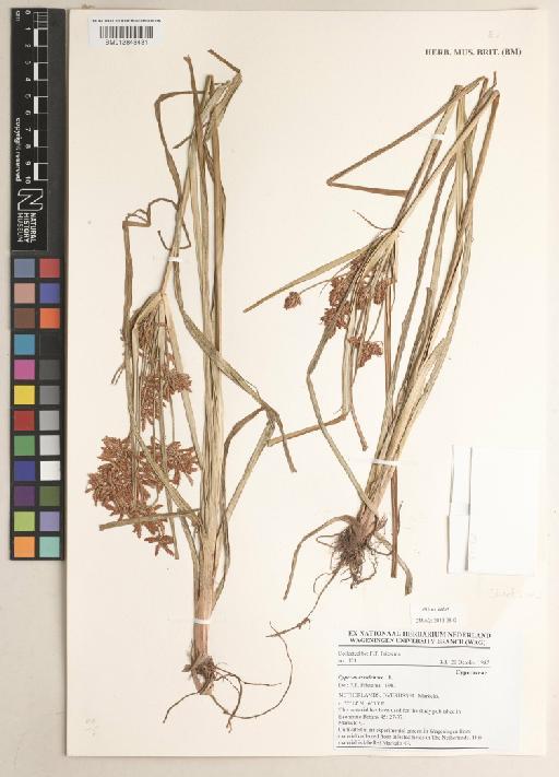 Cyperus esculentus L. - 013848481