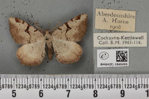 Macaria wauaria (Linnaeus, 1758) - BMNHE_1848499_421964
