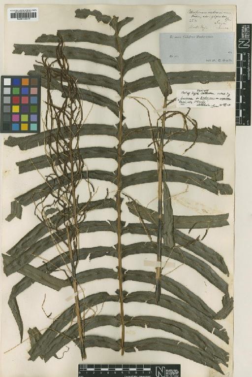 Blechnum vulcanicum var. giganteum Luerss. - BM001048317