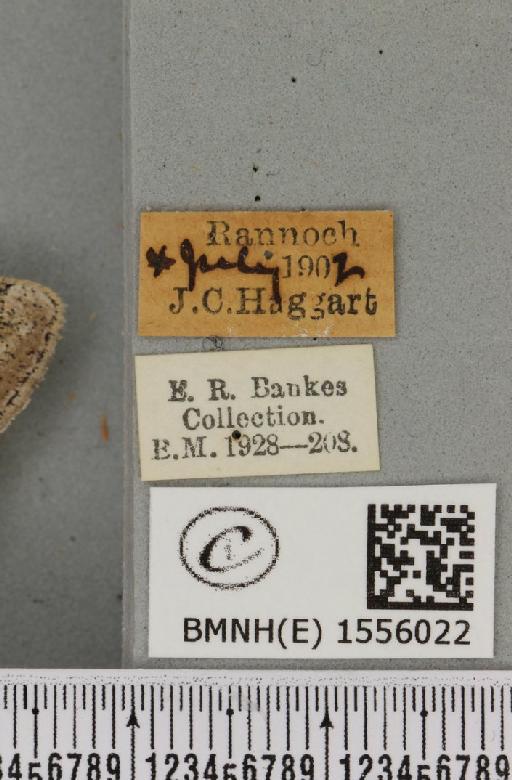 Dicallomera fascelina (Linnaeus, 1758) - BMNHE_1556022_label_255788