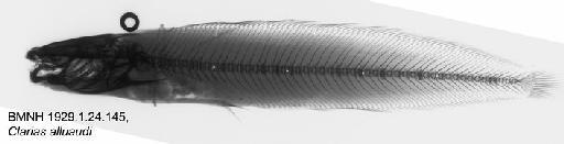 Clarias alluaudi Boulenger, 1906 - BMNH 1929.1.24.145, Clarias alluaudi, Radiograph