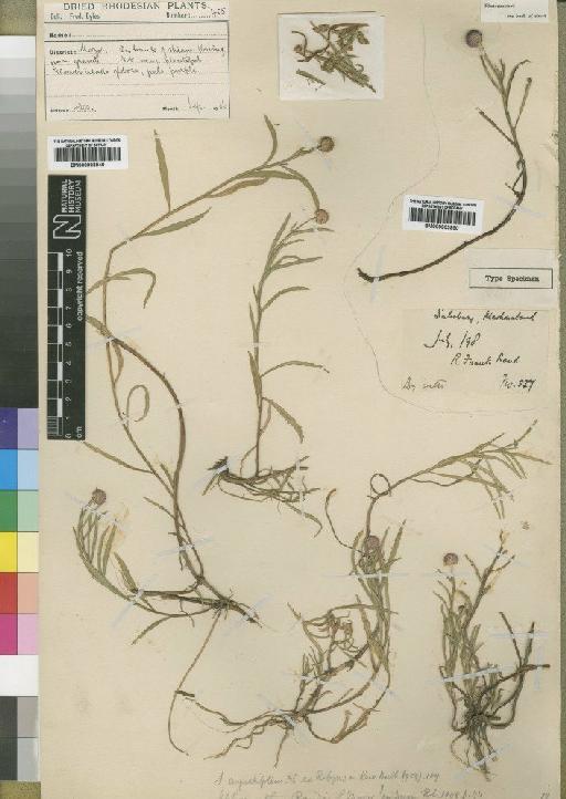 Sphaeranthus angustifolius DC. - BM000903950