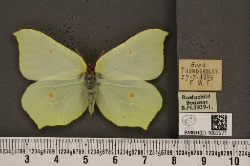 Gonepteryx rhamni rhamni Linnaeus, 1758 - BMNHE_1083571_63710