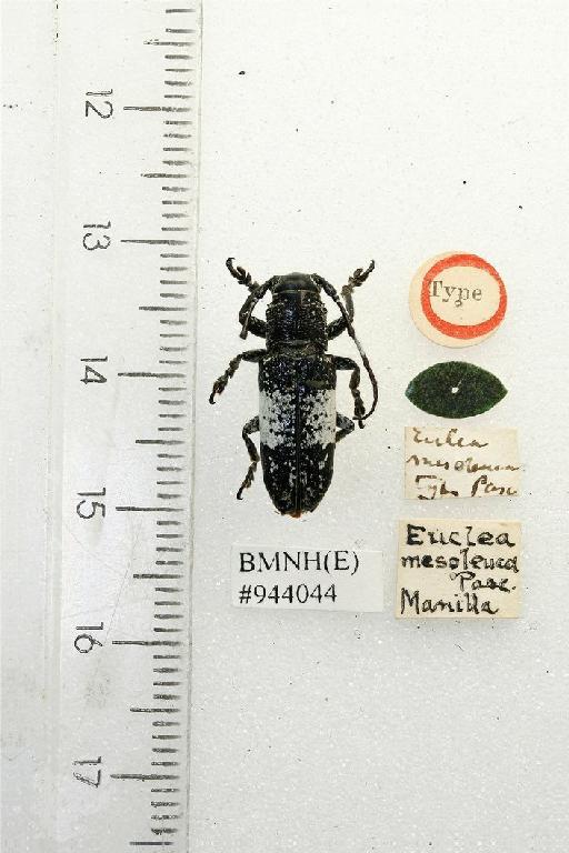 Callimetopus mesoleuca (Pascoe, 1865) - Callimetopus mesoleuca type
