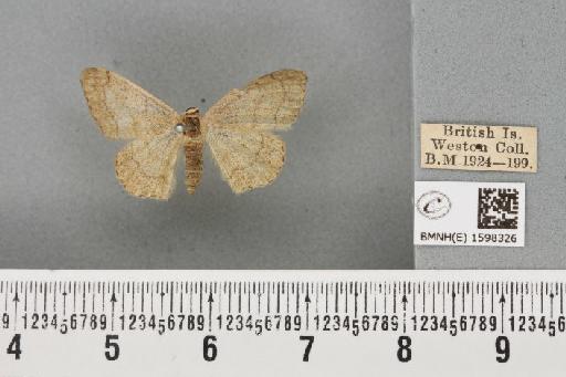 Idaea aversata (Linnaeus, 1758) - BMNHE_1598326_298180