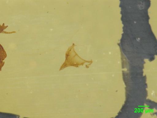 Aphodiinae Leach, 1815 - 010189661__