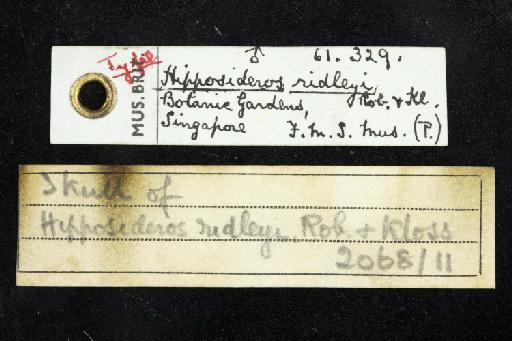 Hipposideros ridleyi Robinson and Kloss,  1911 - 1961_329-Hipposideros_ridleyi-Type-Skull-label