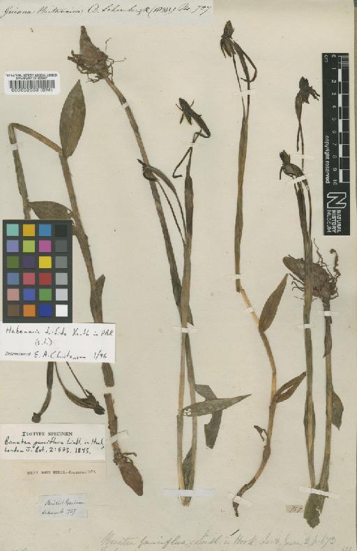 Habenaria trifida Kunth - BM000032569