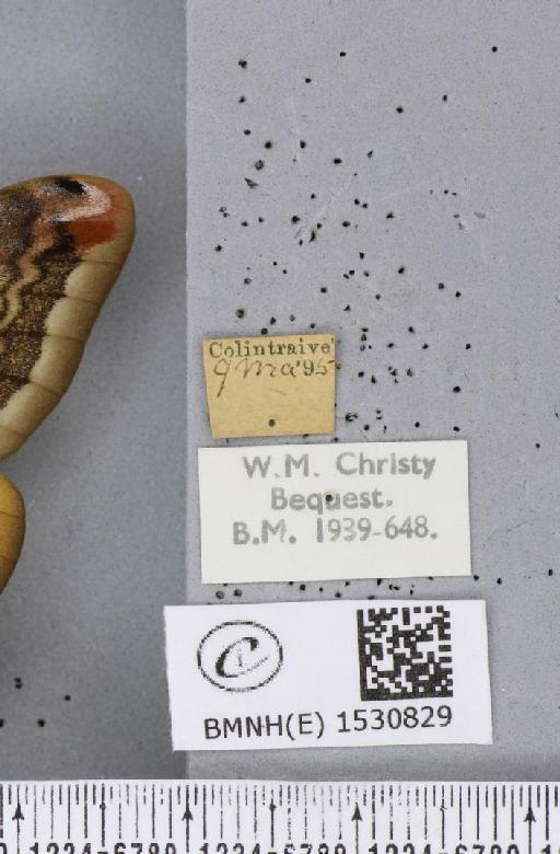 Saturnia pavonia (Linnaeus, 1758) - BMNHE_1530829_label_200361