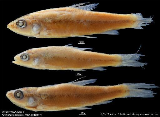 Neolebias spilotaenia Boulenger, 1912 - BMNH 1912.4.1.283-9 Neolebias spilotaenia, PARALECTOTYPE