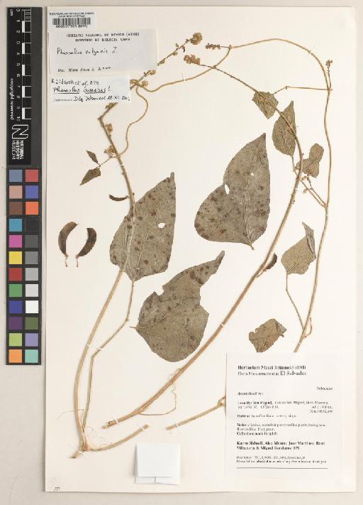 Phaseolus lunatus L. - BM000597161