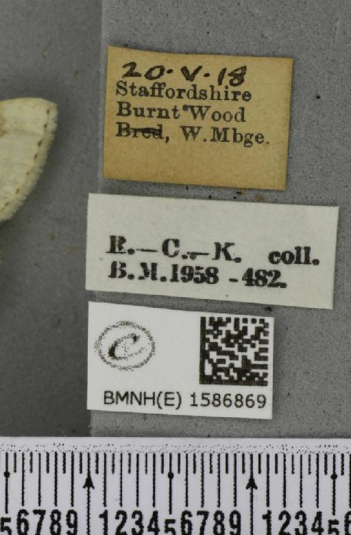 Scopula floslactata floslactata (Haworth, 1809) - BMNHE_1586869_label_271466