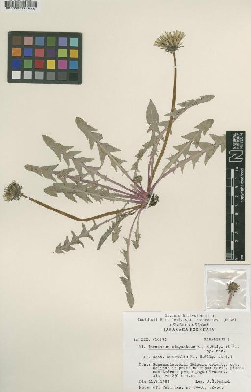 Taraxacum elegantius K., H.Ollg. & S. - BM000052377