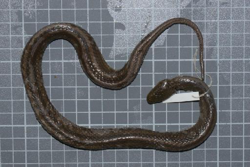 Helicops modestus Günther, 1861 - Image of specimen 1946.1.14.42