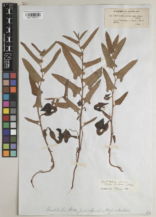 Aristolochia cilicica P.H.Davis & M.S.Khan - BM014605431