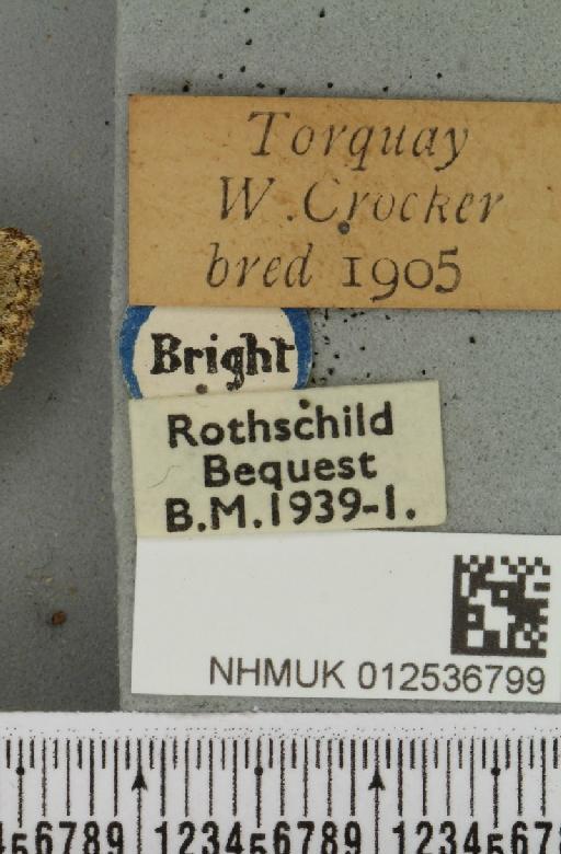 Polymixis lichenea ab. ochracea Siviter Smith, 1942 - NHMUK_012536799_label_645971