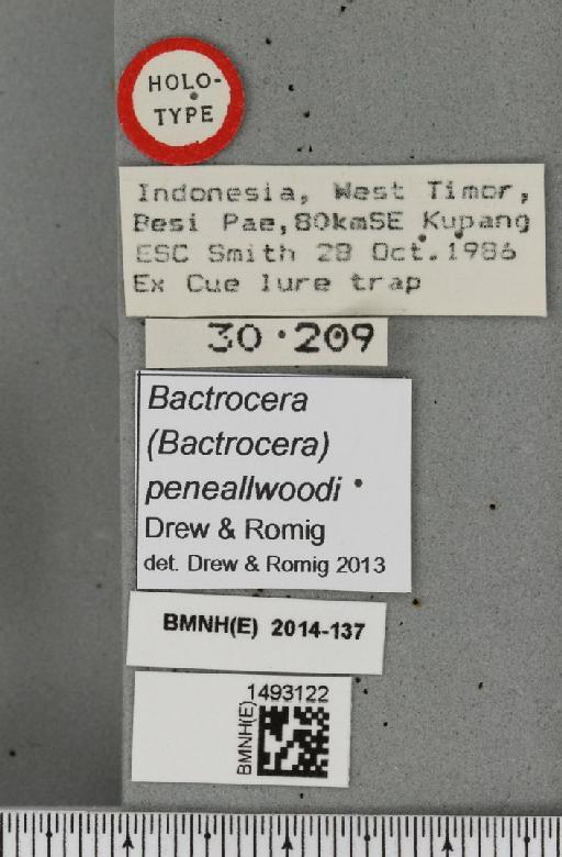 Bactrocera (Bactrocera) peneallwoodi Drew & Romig, 2013 - BMNHE_1493122_label_44216