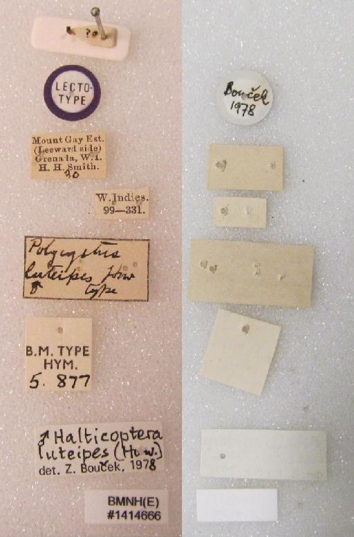 Polycystus luteipes Howard, 1897 - Halticoptera luteipes (Howard, 1897) #1414666 Hym Type 5.877 labels