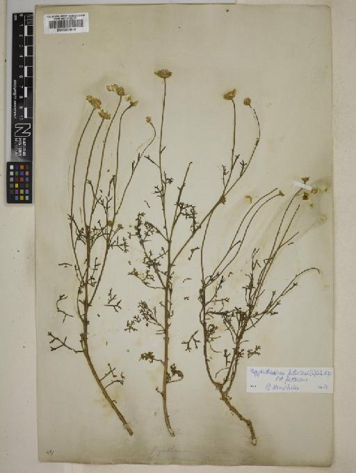 Argyranthemum frutescens subsp. frutescens - 000829846