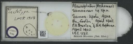 Aleuroplatus (Orchamus) samoanus Laing, 1927 - 010135569_117723_1092259