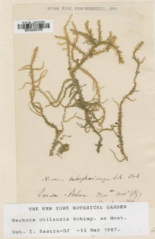 Neckera chilensis Schimp. ex Mont. - BM000961333