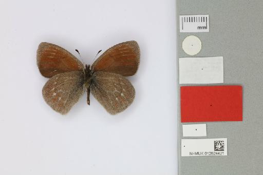 Erebia radians zhdankoi Churkin & Tuzov, 2000 - 012824421_Erebia_radians_zhdankoi_Churkin & Tuzov_2000_PT_1