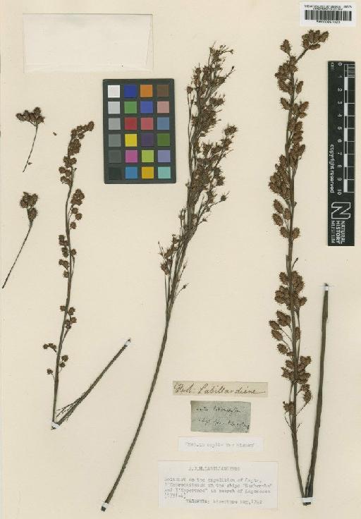 Baloskion tetraphyllum (Labill.) B.G.Briggs & L.A.S.Johnson - BM000991323