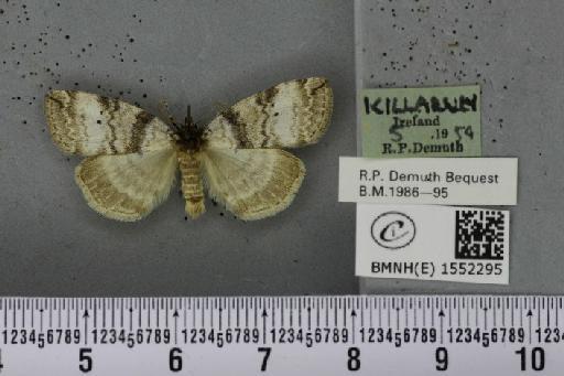 Ochropacha duplaris (Linnaeus, 1761) - BMNHE_1552295_237358
