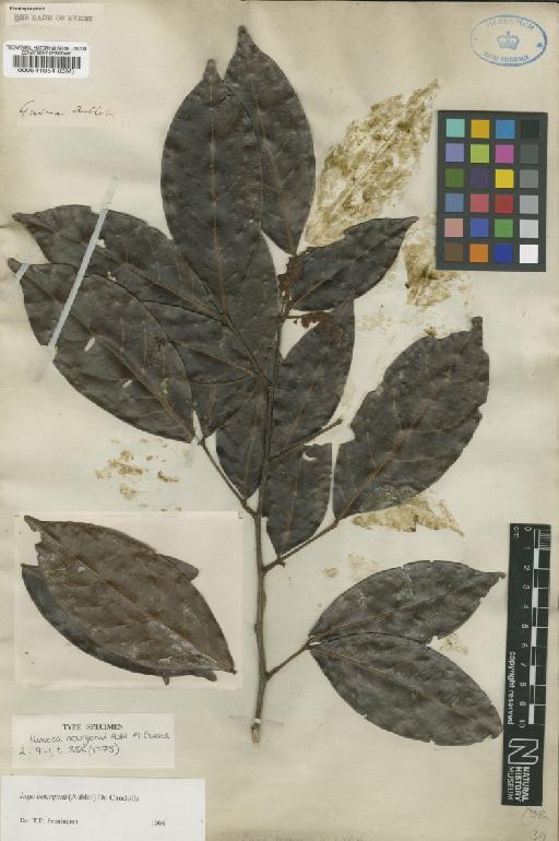 Inga bourgonii (Aubl.) DC. - BM000541054