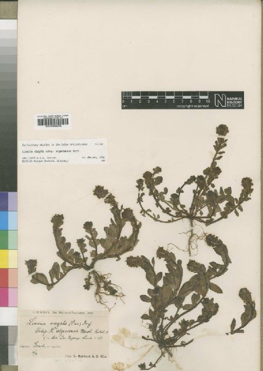 Linaria virgata subsp. algeriensis Murb - BM000930572