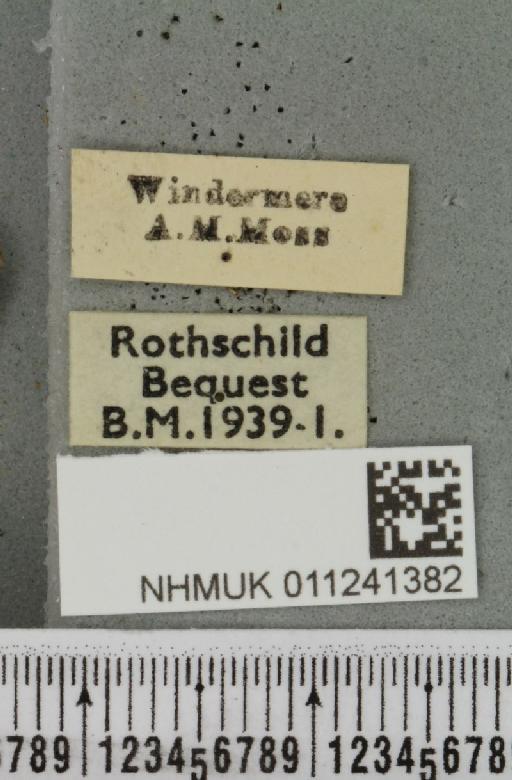 Antitype chi ab. nigrescens Tutt, 1892 - NHMUK_011241382_label_642485