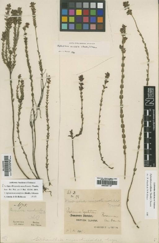 Siphanthera cordifolia (Benth.) Gleason - BM000901186