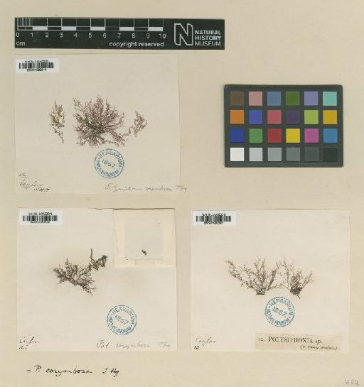 Polysiphonia corymbosa J.Agardh - BM001082321
