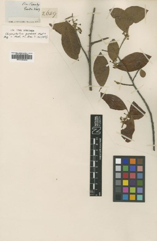 Pouteria gardneri (Mart. & Miq.) Baehni - BM000952525