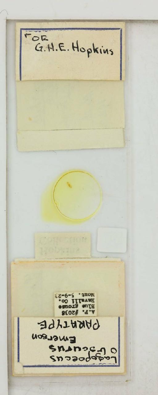 Lagopoecus obscurus Emerson, 1948 - 010680964_reverse