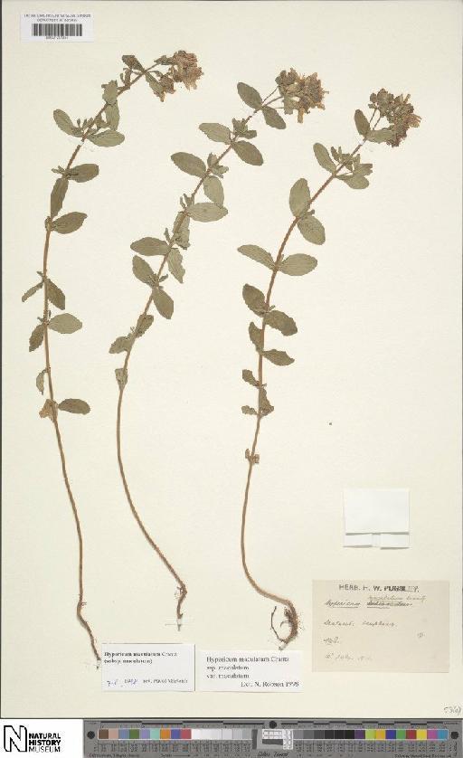 Hypericum maculatum subsp. maculatum - BM001201357