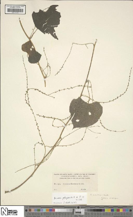 Dioscorea meridensis Kunth - BM001190395