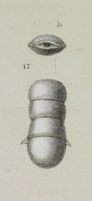 Lingulina carinata Orbigny, 1826 - ZF1804_65_17_Lingulina.jpg