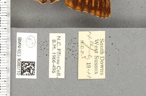 Argynnis paphia f. valesina ab. ocellata Frings, 1902 - BMNHE_1080710_label_62935