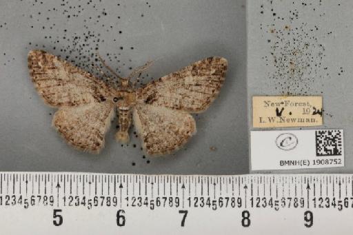 Cleora cinctaria cinctaria ab. paradoxa Cockayne, 1948 - BMNHE_1908752_472071