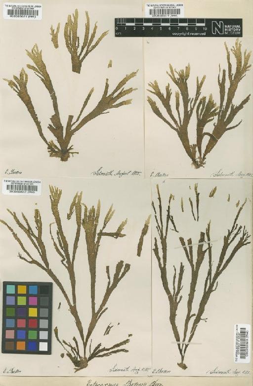 Kuetzingiella battersii (Bornet ex Sauv.) Kornmann - BM000563274