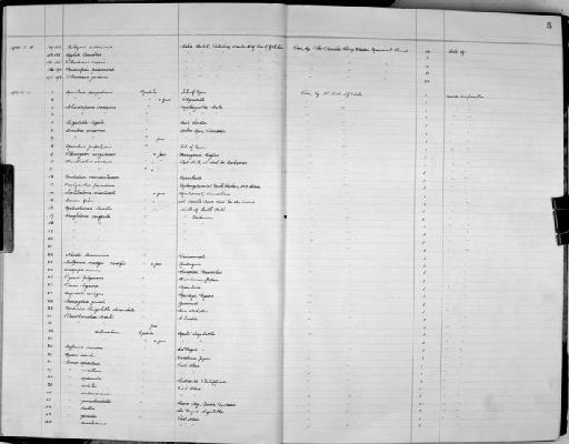 Pyrene fulgurans (Lamarck, 1822) - Zoology Accessions Register: Mollusca: 1938 - 1955: page 5