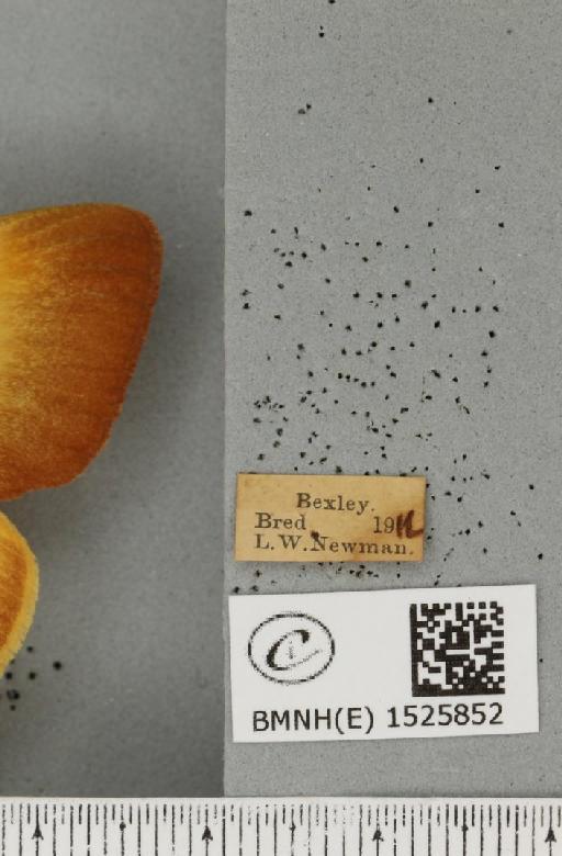 Lasiocampa quercus quercus (Linnaeus, 1758) - BMNHE_1525852_label_194488