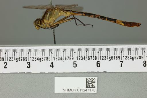 Notogomphus longus Martin, 1915 - 011247178_lateral