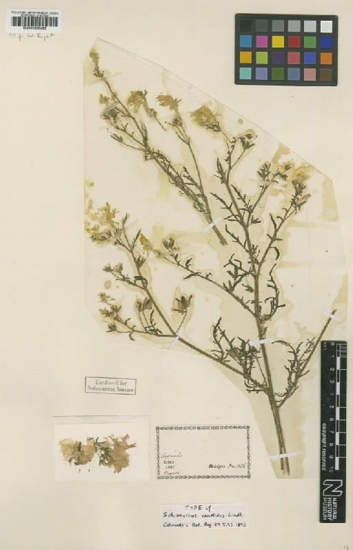 Schizanthus candidus Lindl. - BM000995488